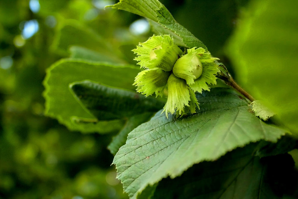 Holmquist Hazelnuts farm-grown in Washington for high-quality flavor.