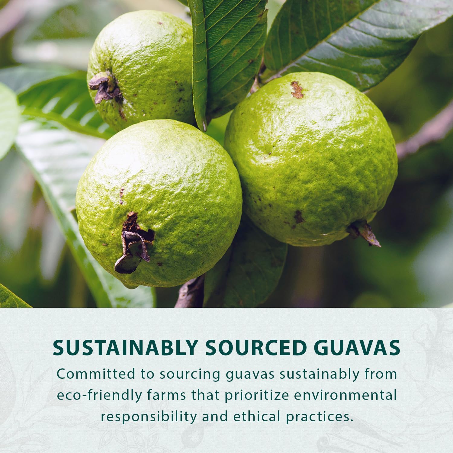 Hongyuan Guava Candy two-pack display conveys a convenient box for sharing.
