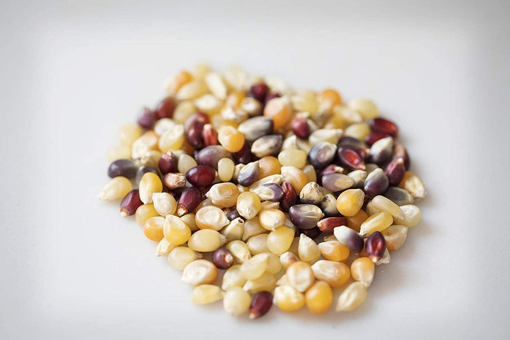 International Popcorn Heirloom kernel closeup shows azure, ruby, gold colors.