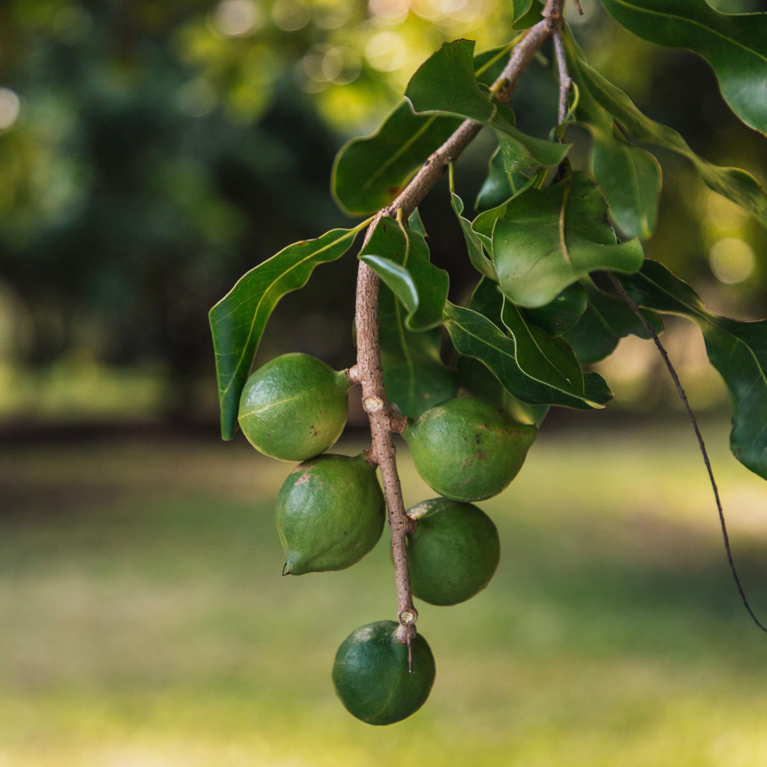 Island Harvest macadamia nuts nutrition highlights: fiber, magnesium, vitamin E, protein.