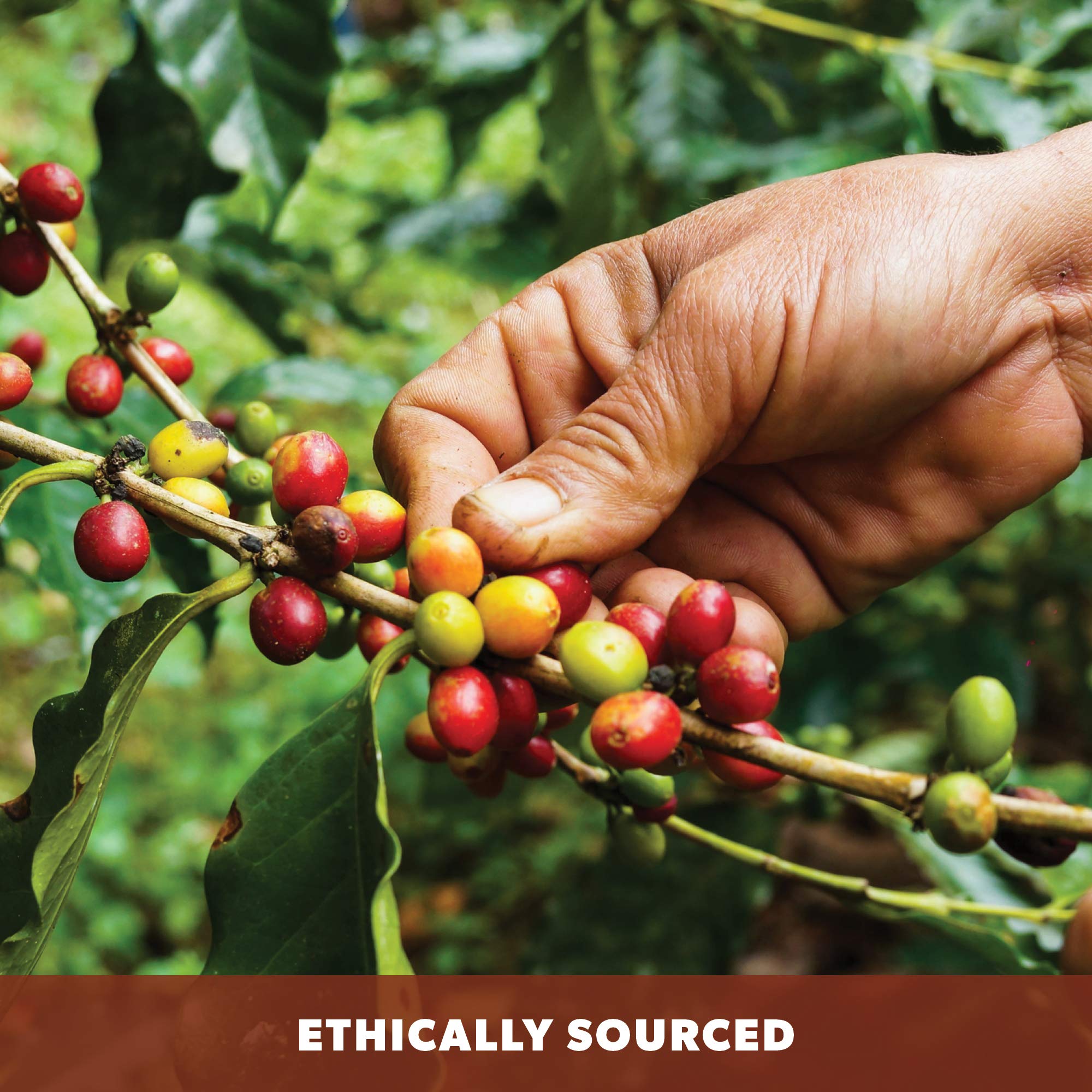 Java Planet Low Acid Coffee aroma and steam hint at smooth flavor.