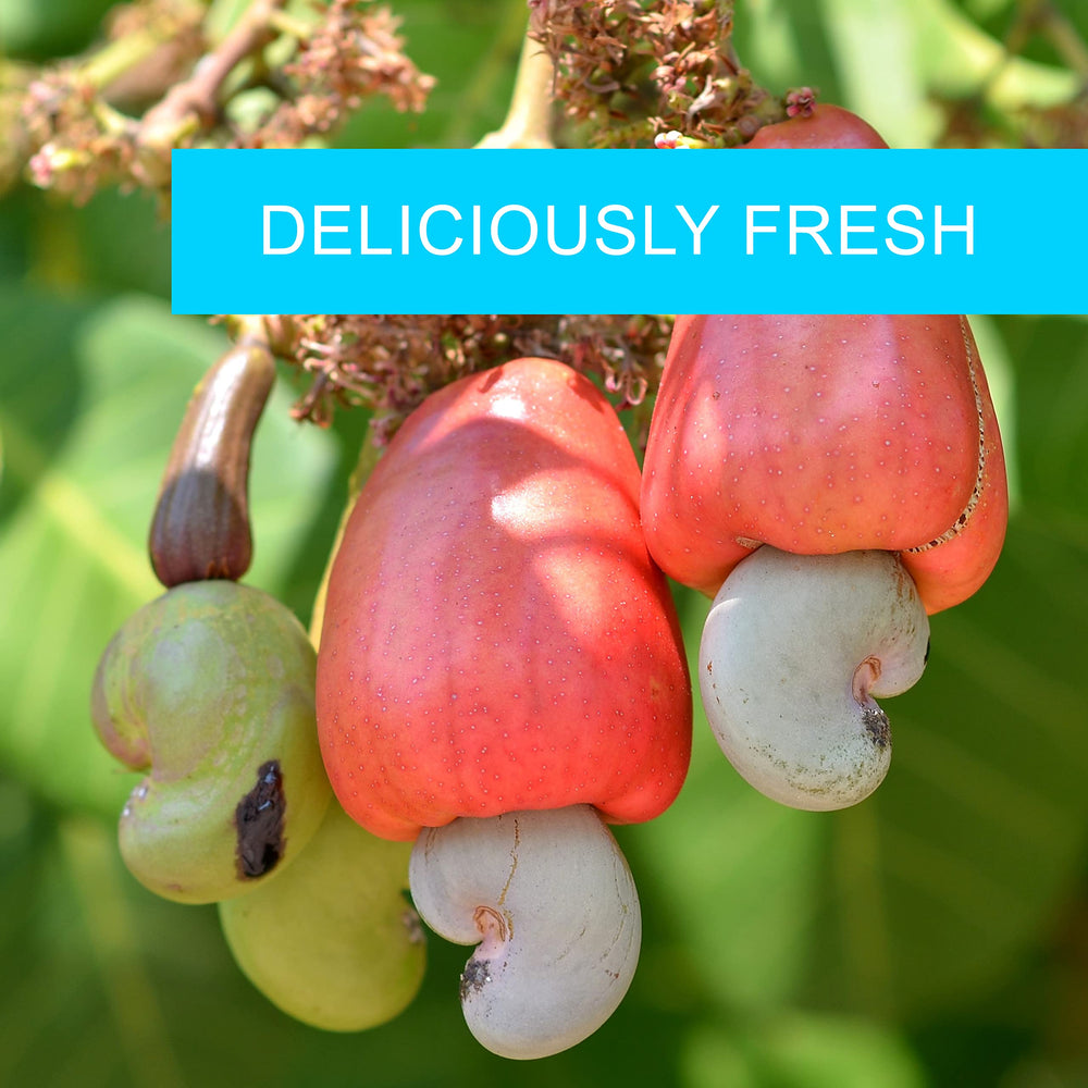 Jaybee's Roasted Salted Cashews resealable bag, fresh and convenient