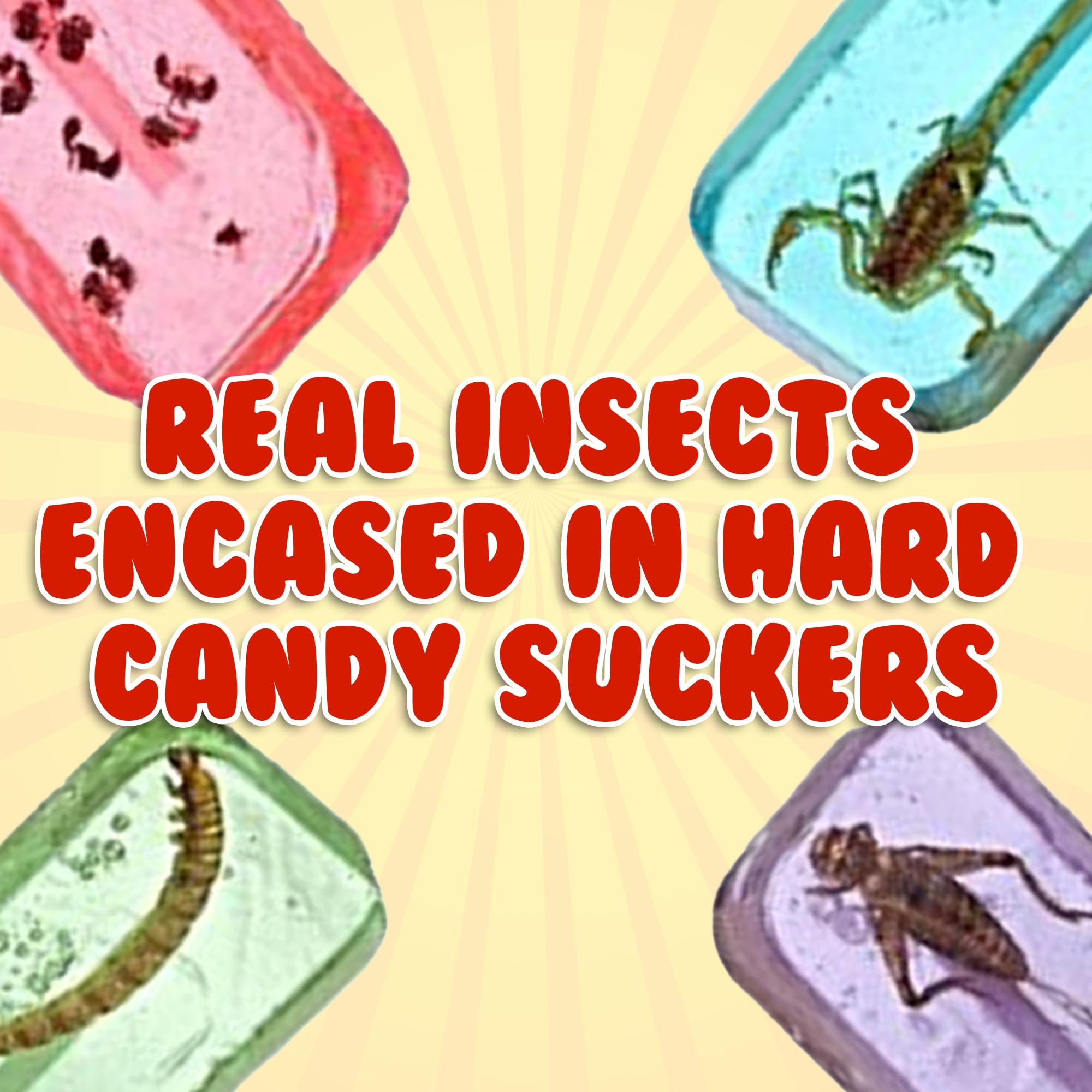 HotLix lollipop with cricket, unique savory-sweet bite