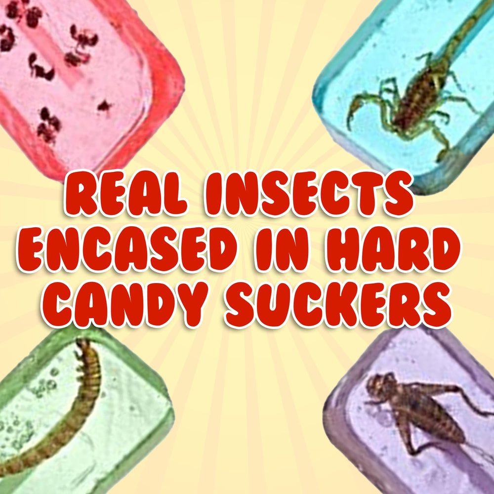 HotLix lollipop with cricket, unique savory-sweet bite