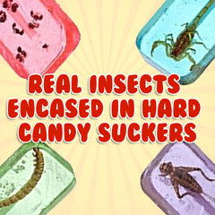 HotLix lollipop with cricket, unique savory-sweet bite