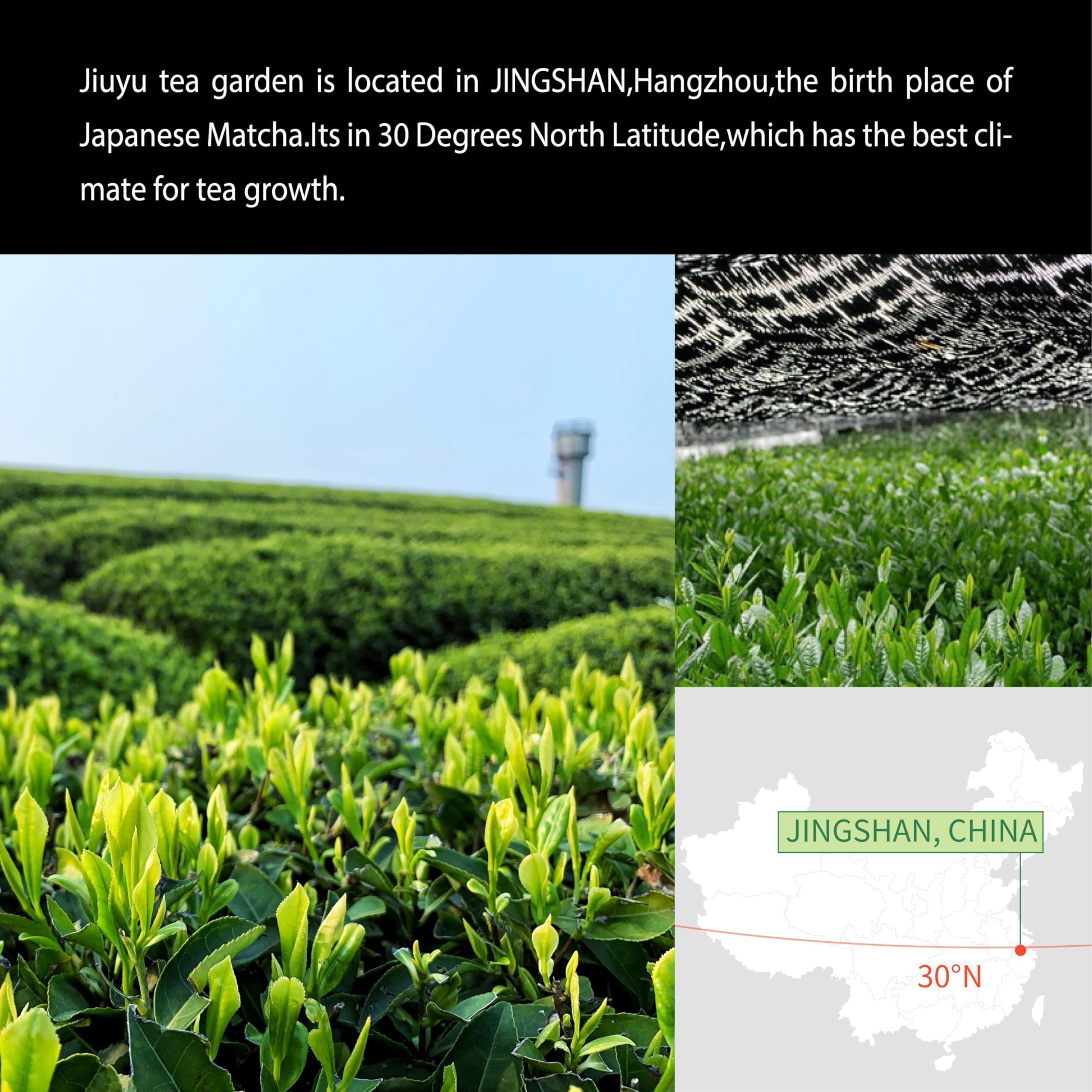 Jiuyu premium matcha supports versatile beverage ideas for home baristas.