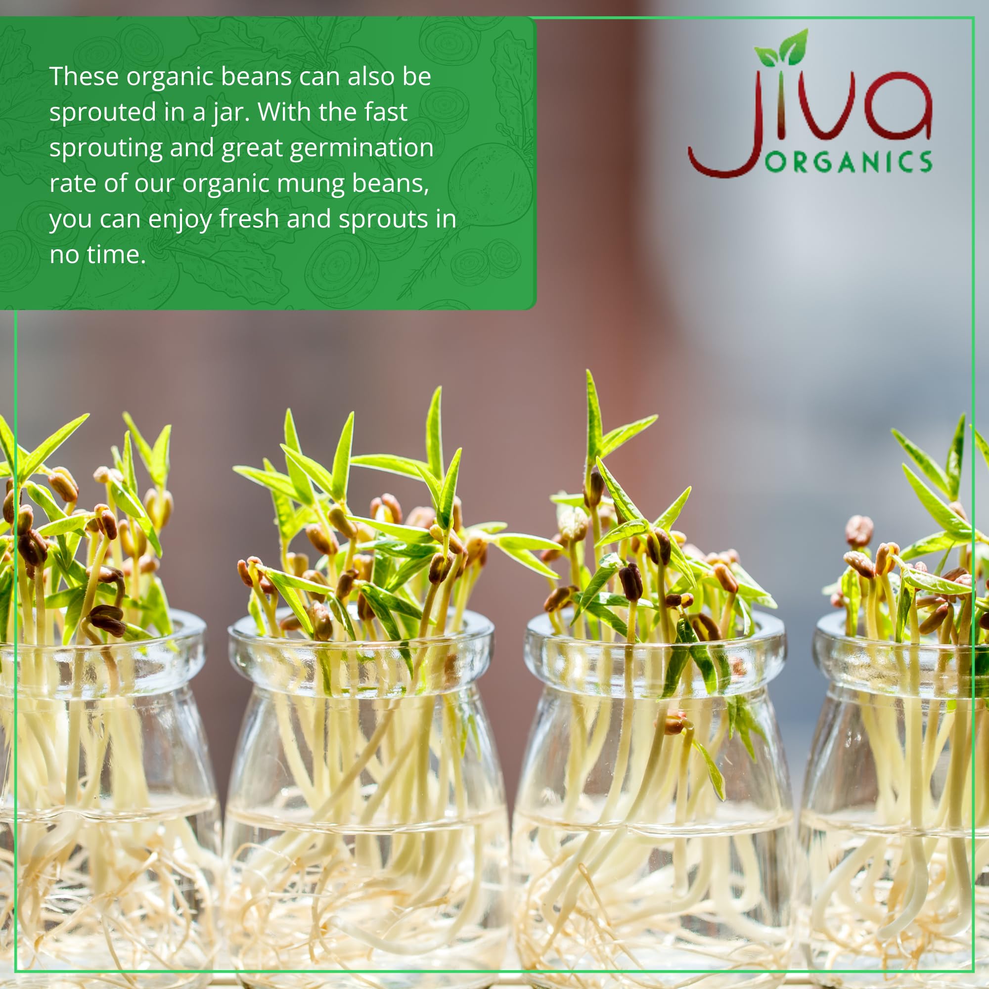 Jiva Organics mung beans close-up showing natural green color