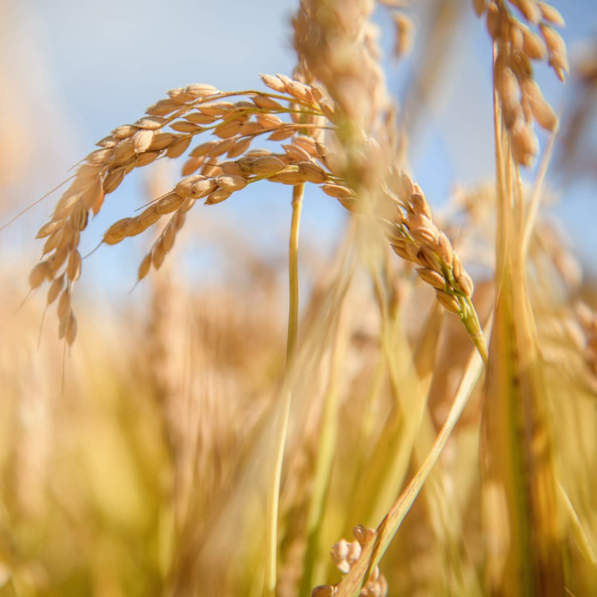 Jovial gluten-free facility ensures pure production.
