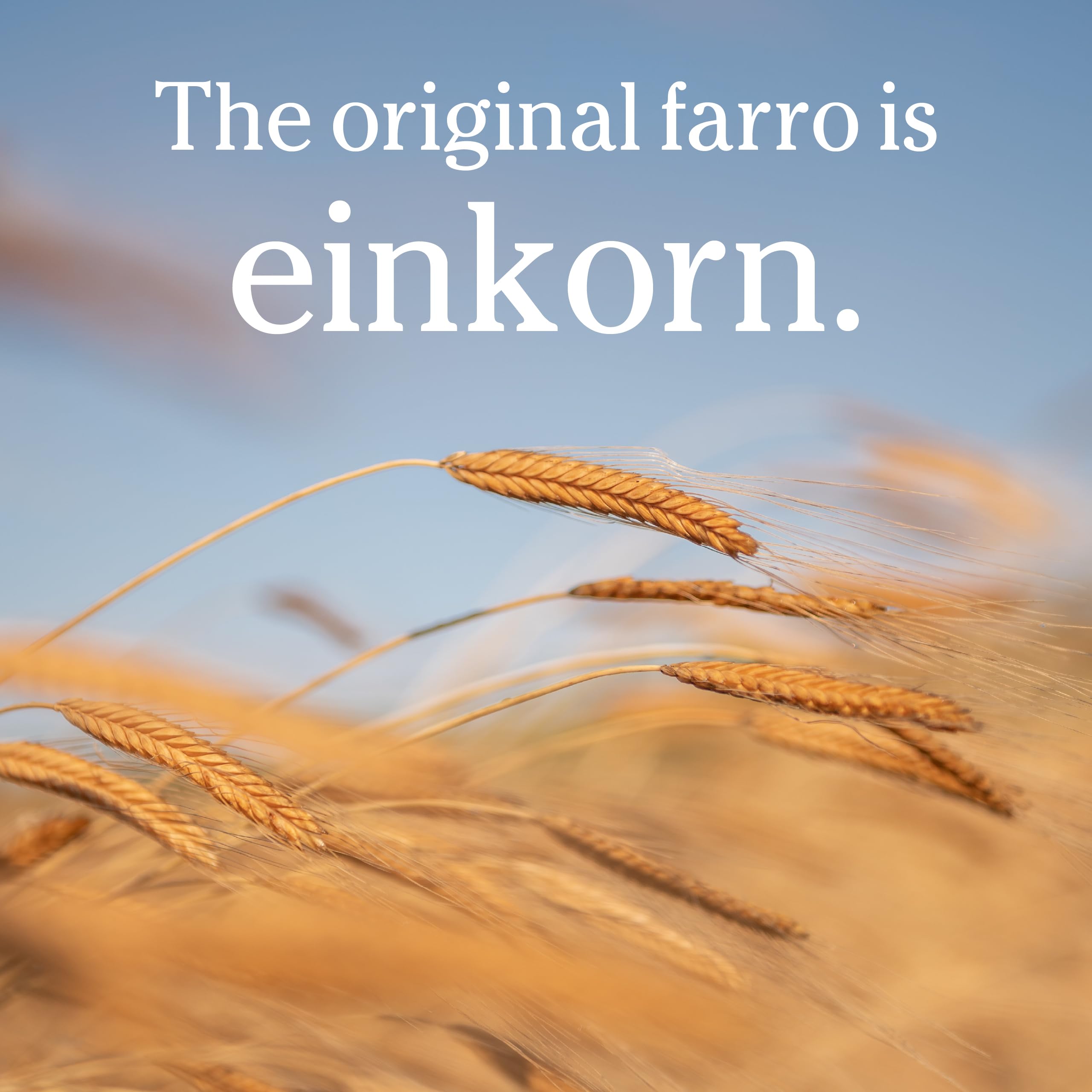 Jovial Einkorn berries measured for easy, portion-controlled cooking.