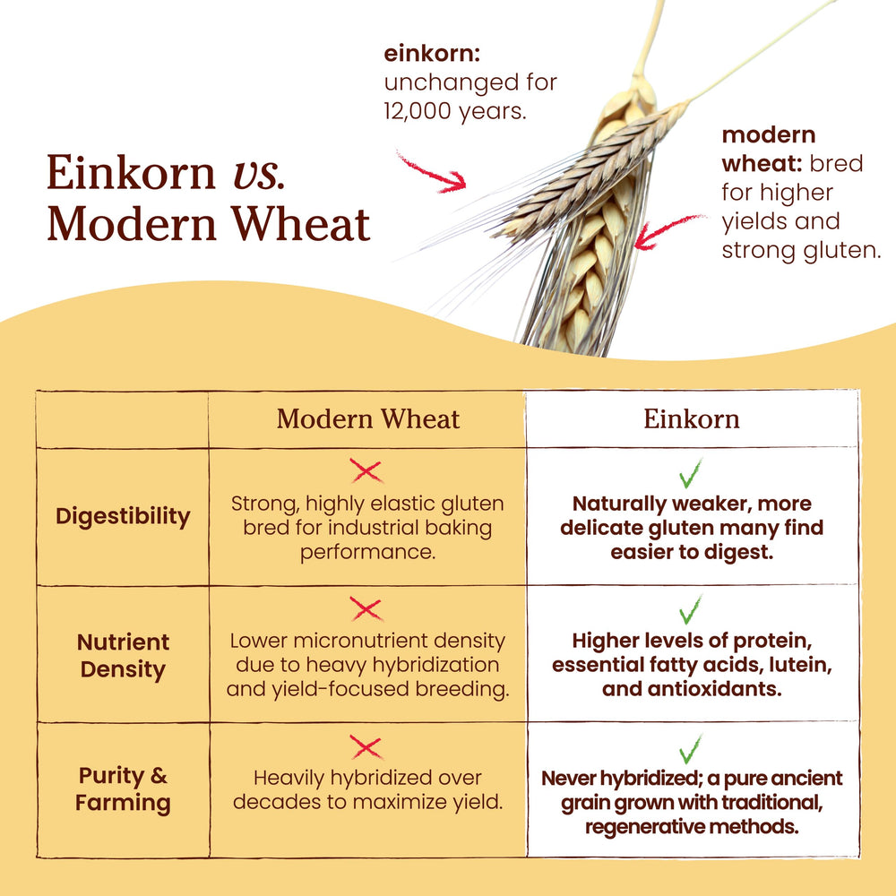 Jovial Einkorn pasta plated, showcasing versatile uses for classic dishes.