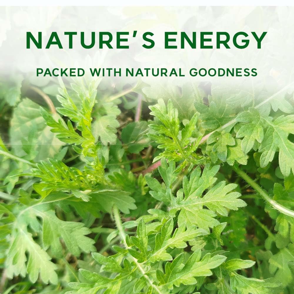 K-Herb mugwort tea brew in cup with earthy aroma.