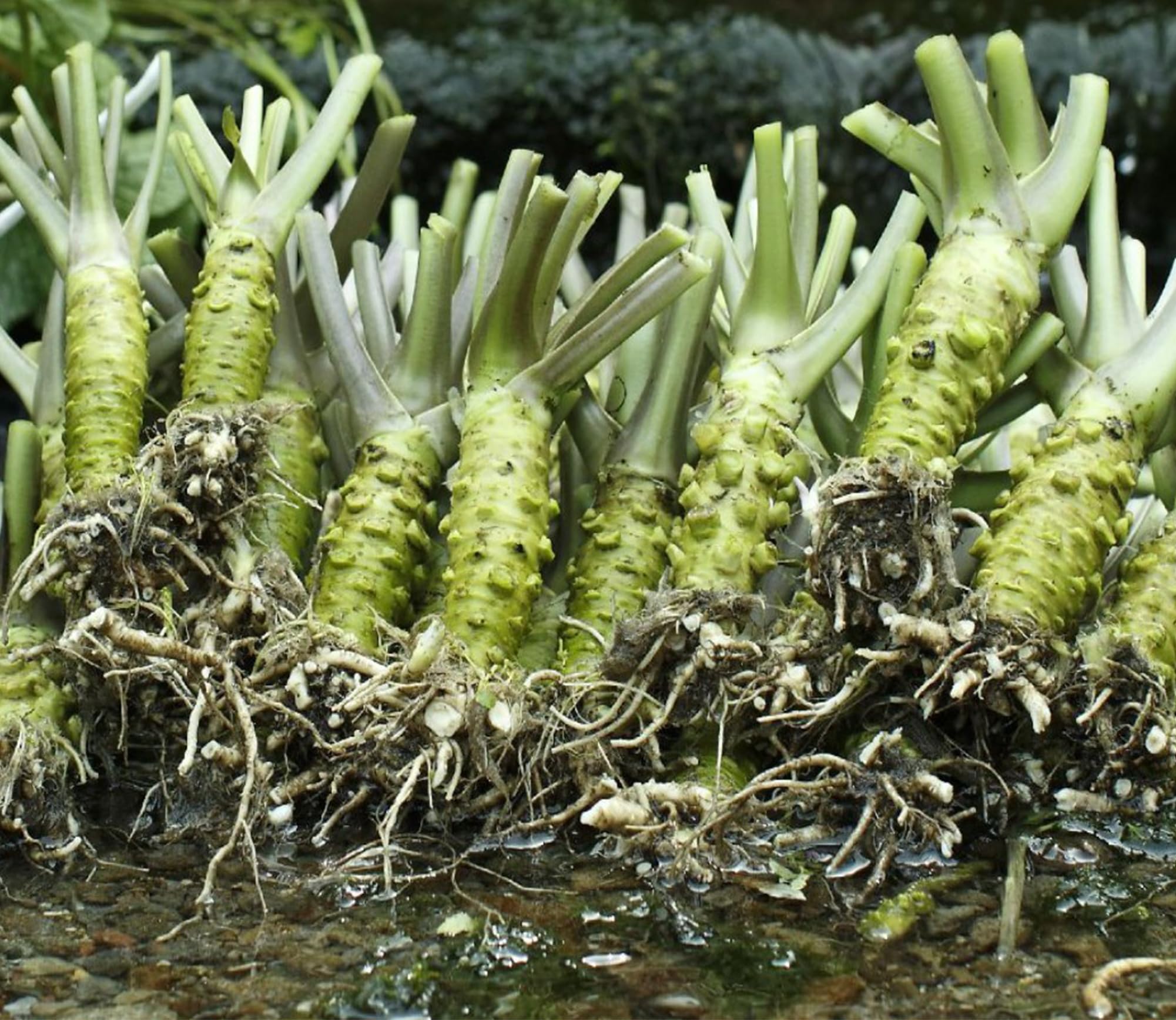 Kameya wasabi delicate flavor elevates sushi, steak, and dressings.