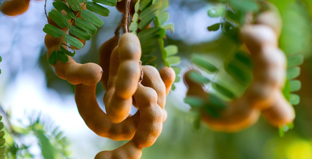 KARIBBEAN FLAVOURS vegan tamarind sauce for plant-based meals