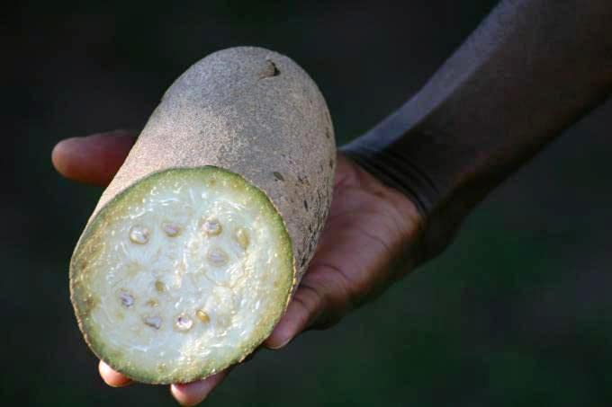 KOPABANA Kigelia as African traditional skincare ingredient.