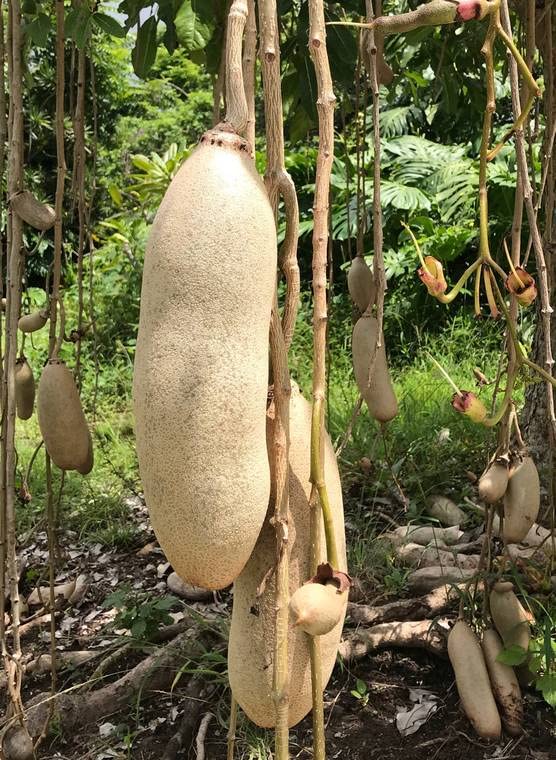 KOPABANA Kigelia ingredient used in skincare routine step.
