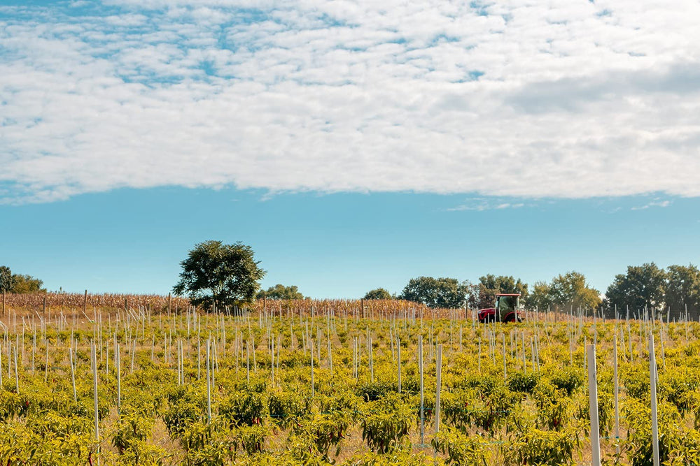 Lakehouse Farms estate panorama showcases 500 acres of sustainable growth.