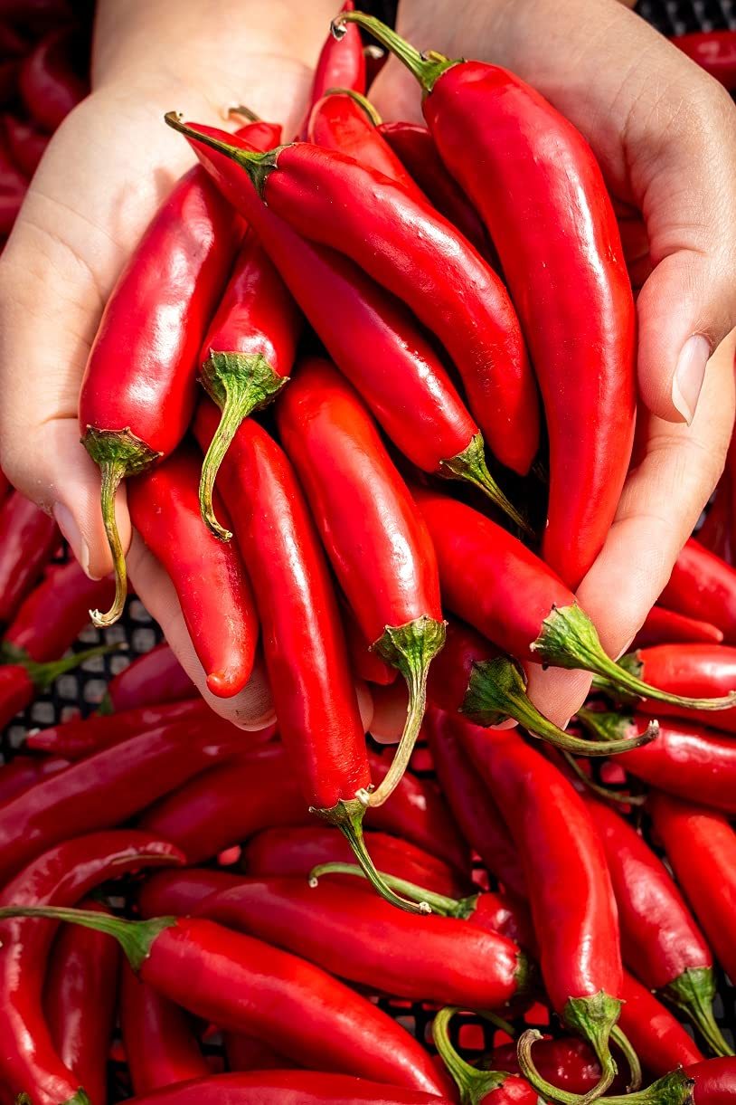 Lakehouse Farms gochugaru sun-dried peppers field evokes farm-to-table freshness.