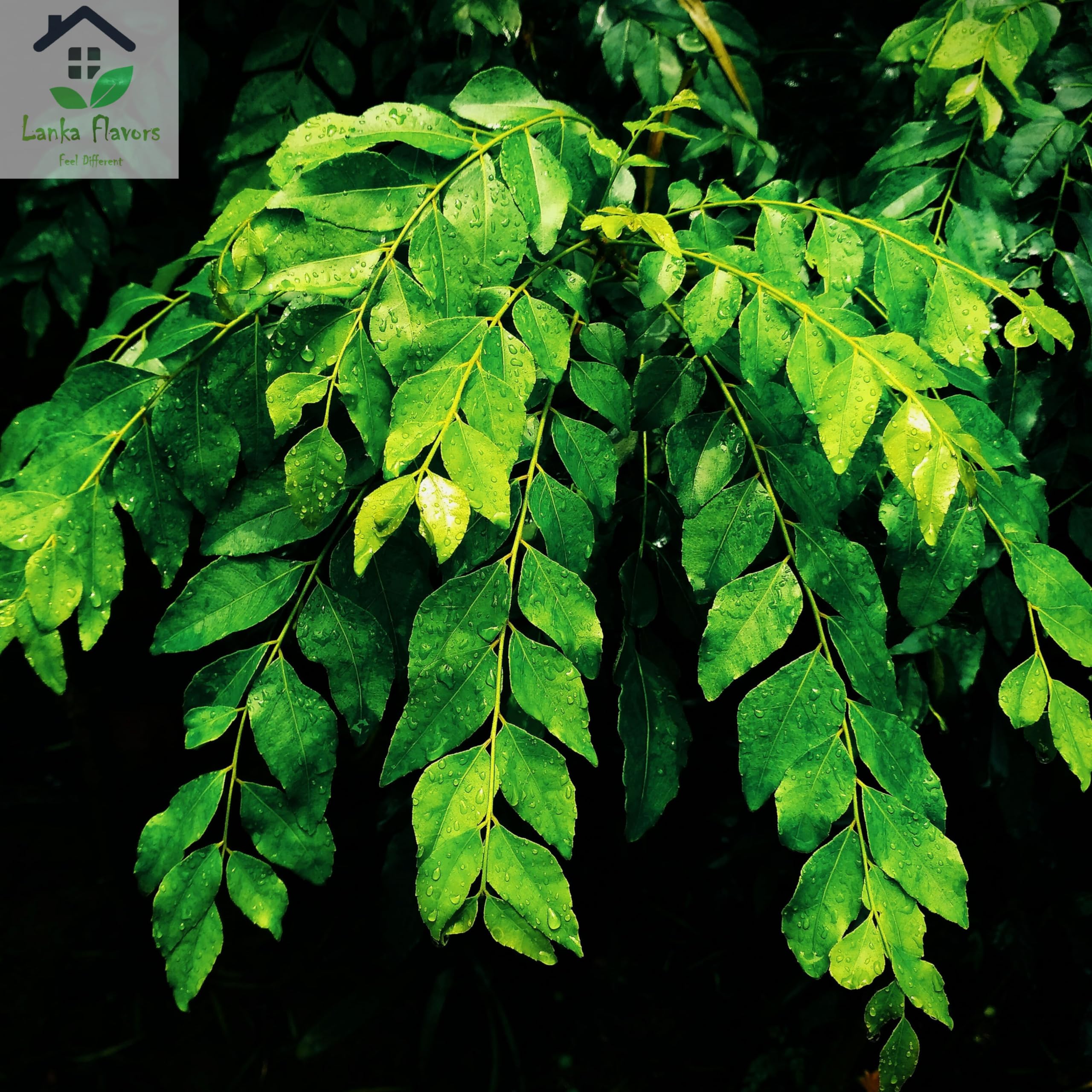Lanka Flavors Dried Curry Leaves on a herb bundle scene highlighting natural quality.