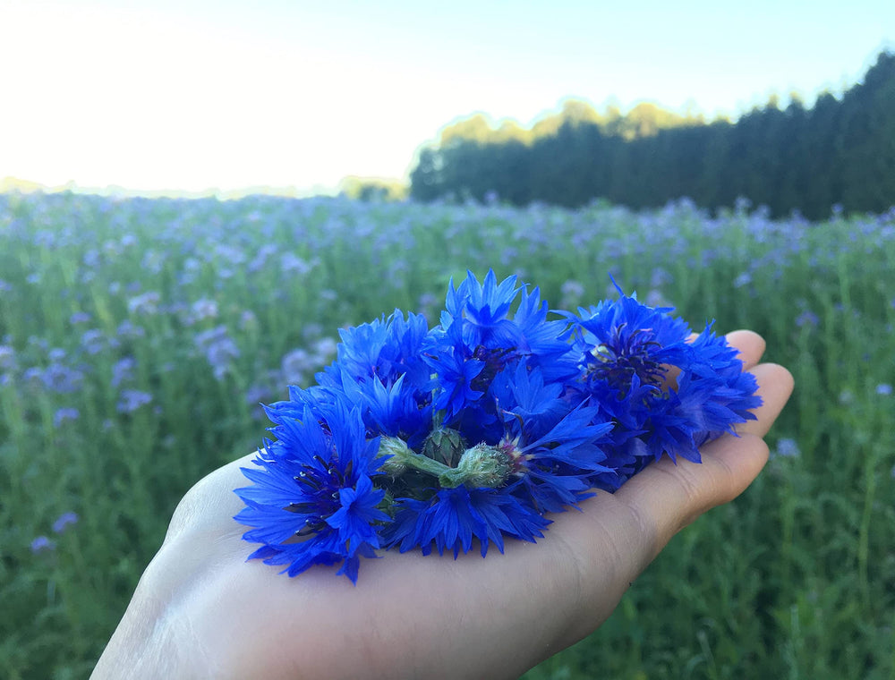 LattePowder dried cornflower petals close-up highlighting bright blue hues
