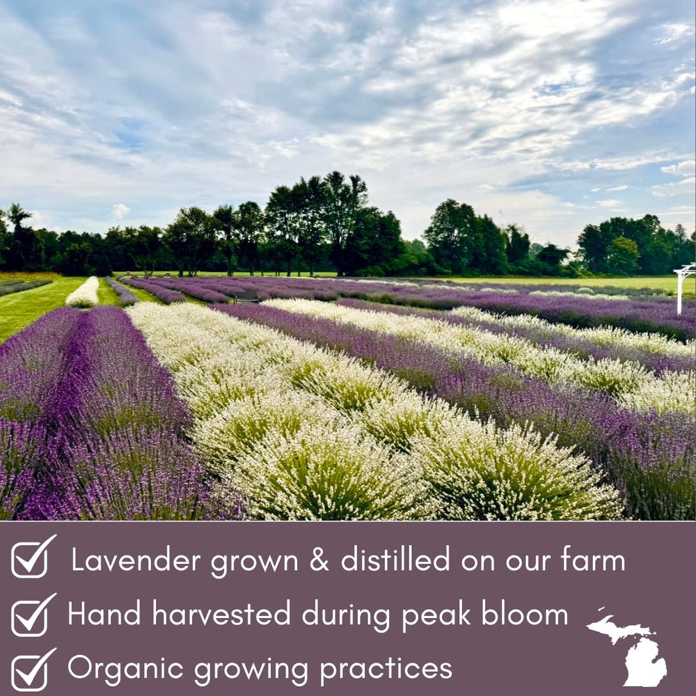 Lavender Lane Lavender Syrup tea setup highlighting soothing sweetness.