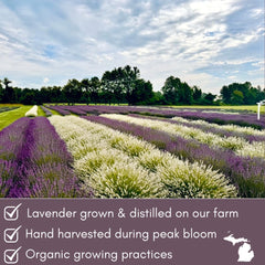 Lavender Lane Lavender Syrup tea setup highlighting soothing sweetness.