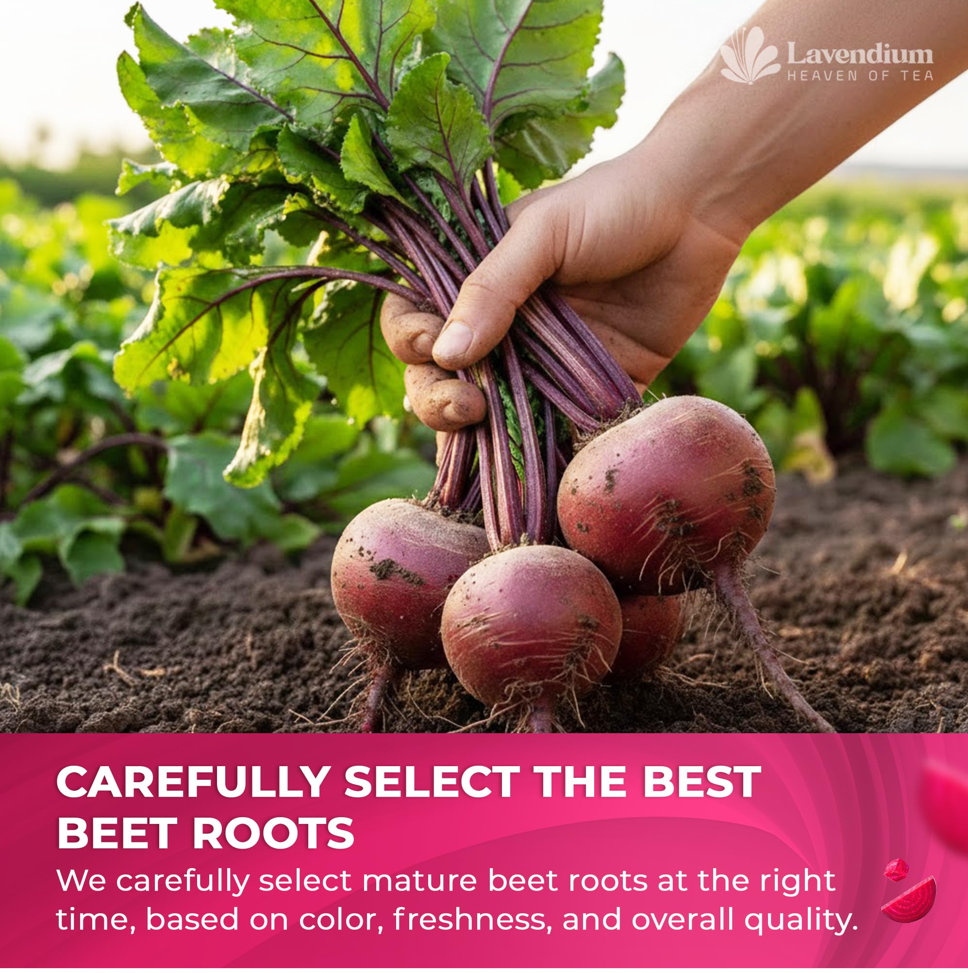 Lavendium Beetroot Powder non-GMO vegan-friendly colorant for recipes.