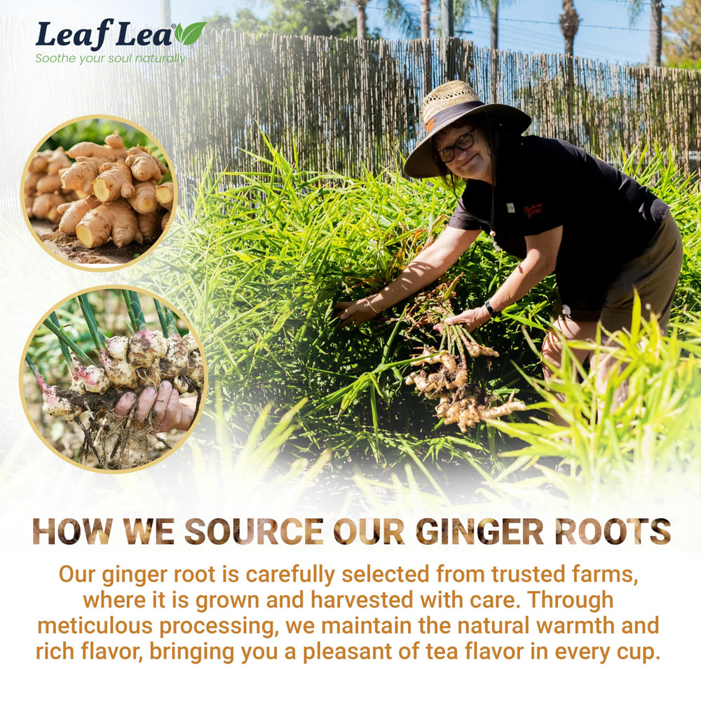LeafLea Ginger Tea as a warming morning ritual