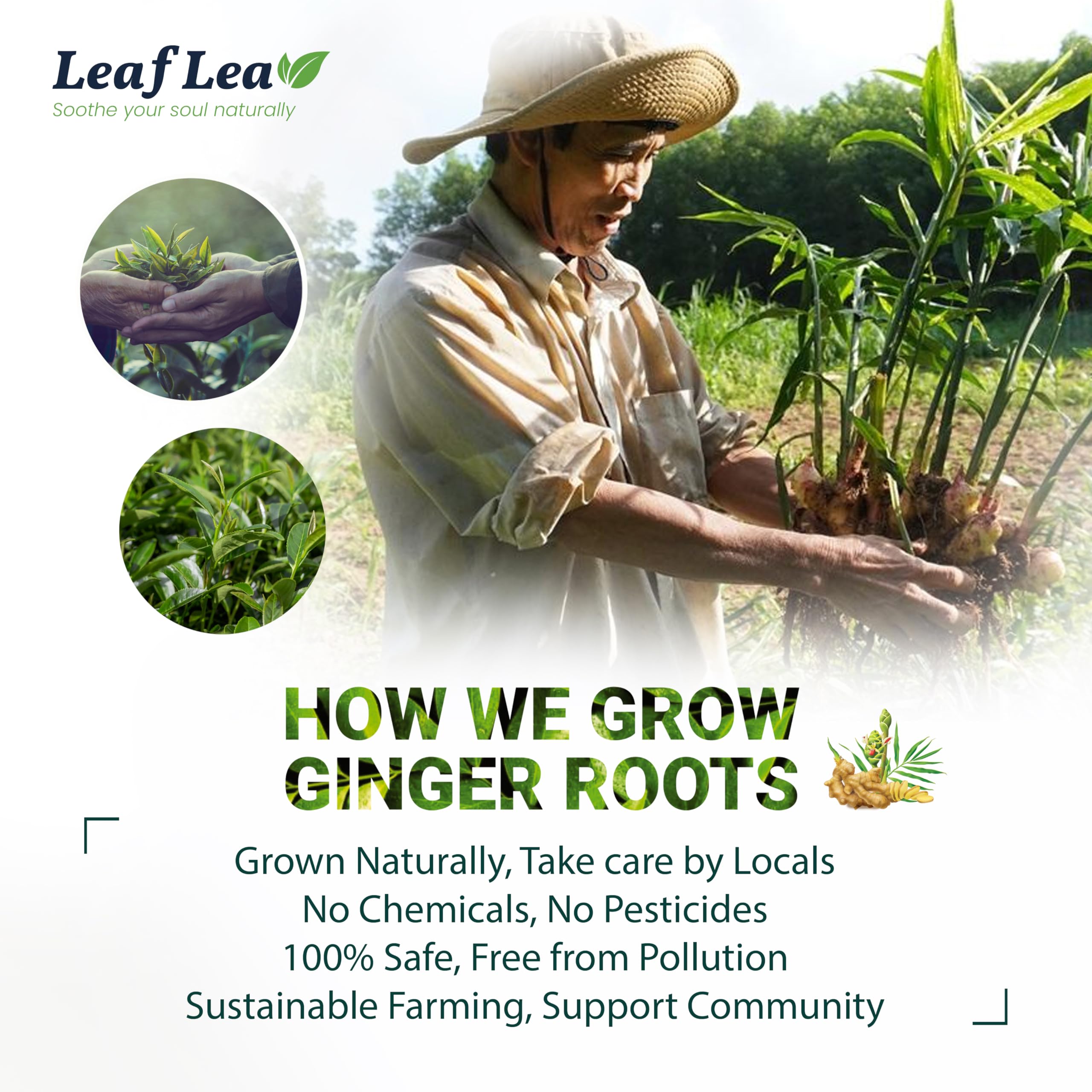 LeafLea low caffeine and sugar-free blend suitable anytime