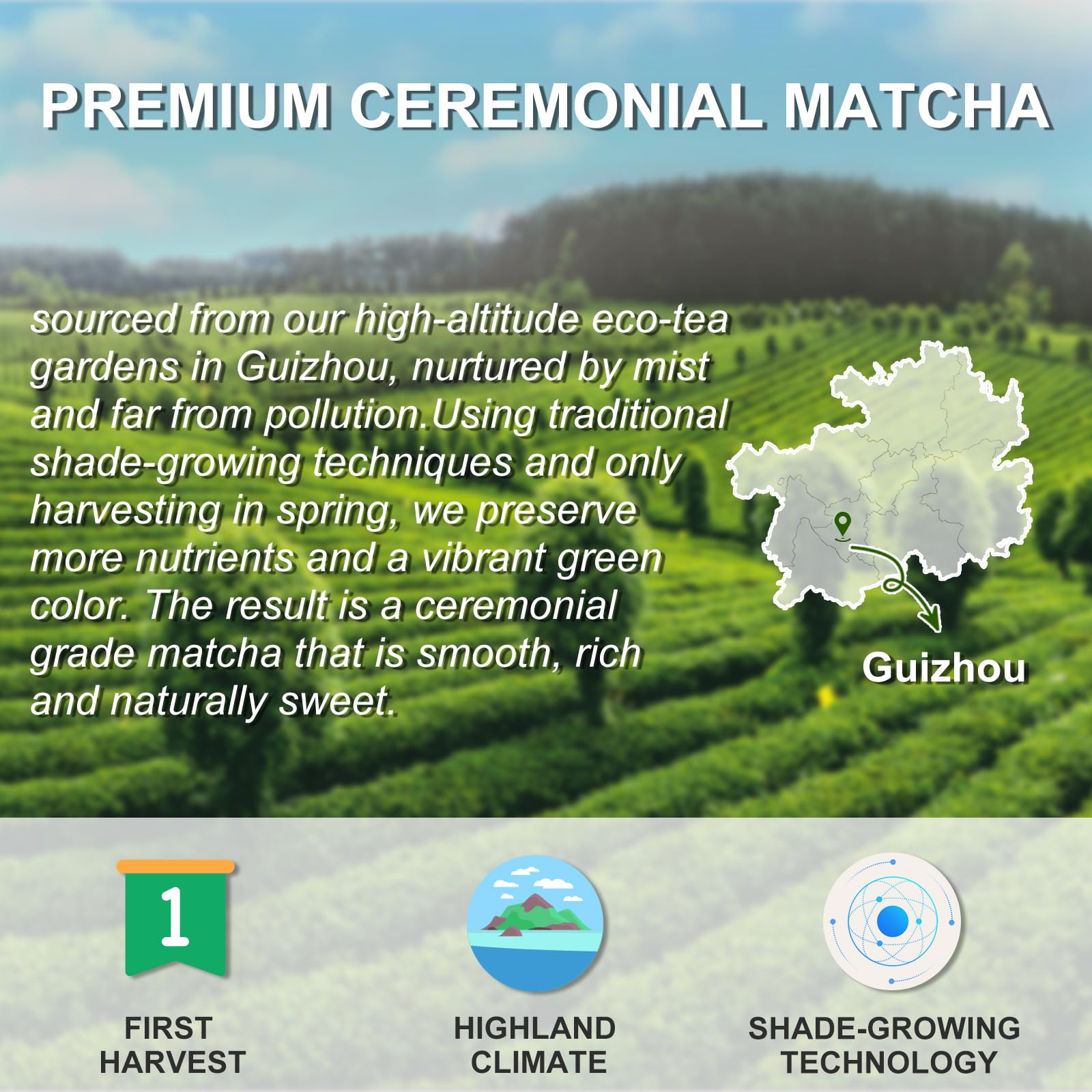 LetStay Fine-ground matcha shows vibrant green color ideal for whisking.