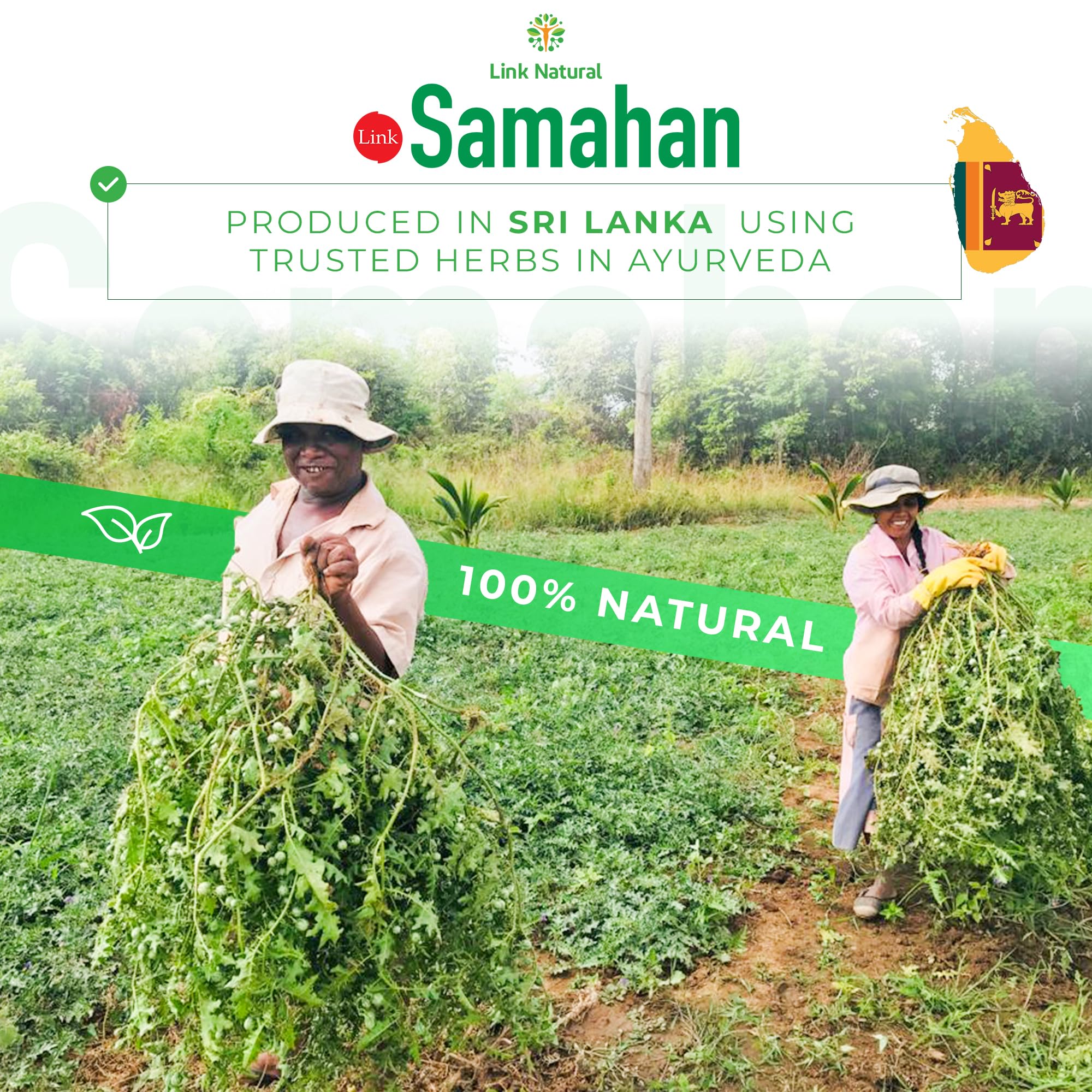 LINK SAMAHAN Ready to use tea sachets for kitchen or office moments.
