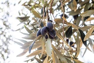 Liokareas Kalamata olives tossed with pasta for a quick Mediterranean dinner
