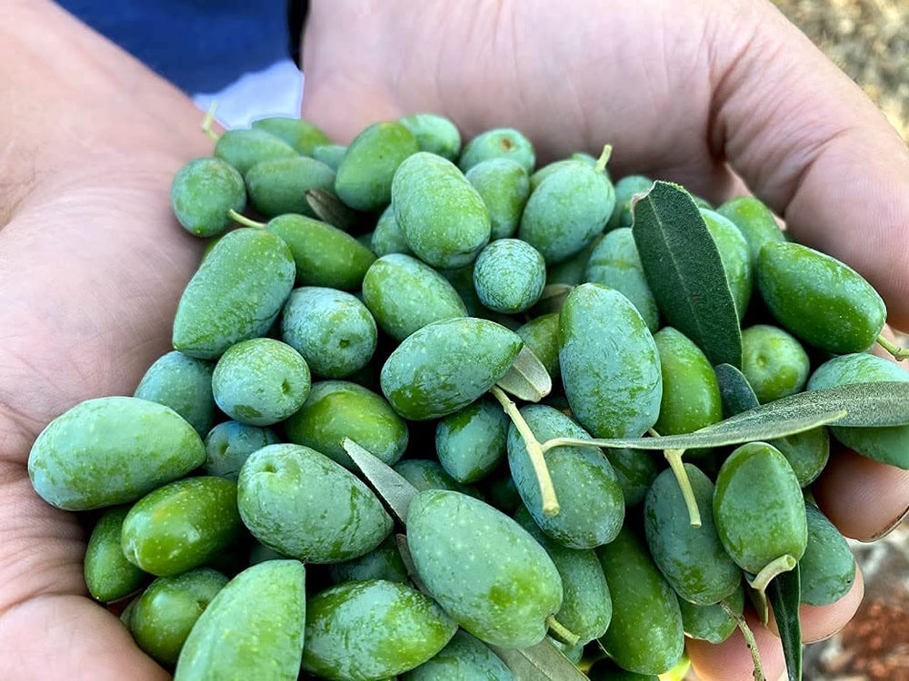 Liokareas Rx EVOO harvest-2024 from Kalamata emphasizes freshness.