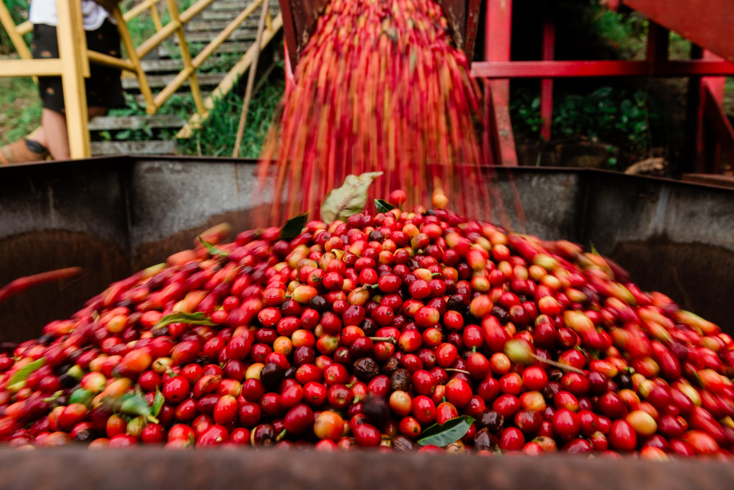 Lion Coffee 24K Gold Roast brew pour illustrating a smooth medium-light profile.