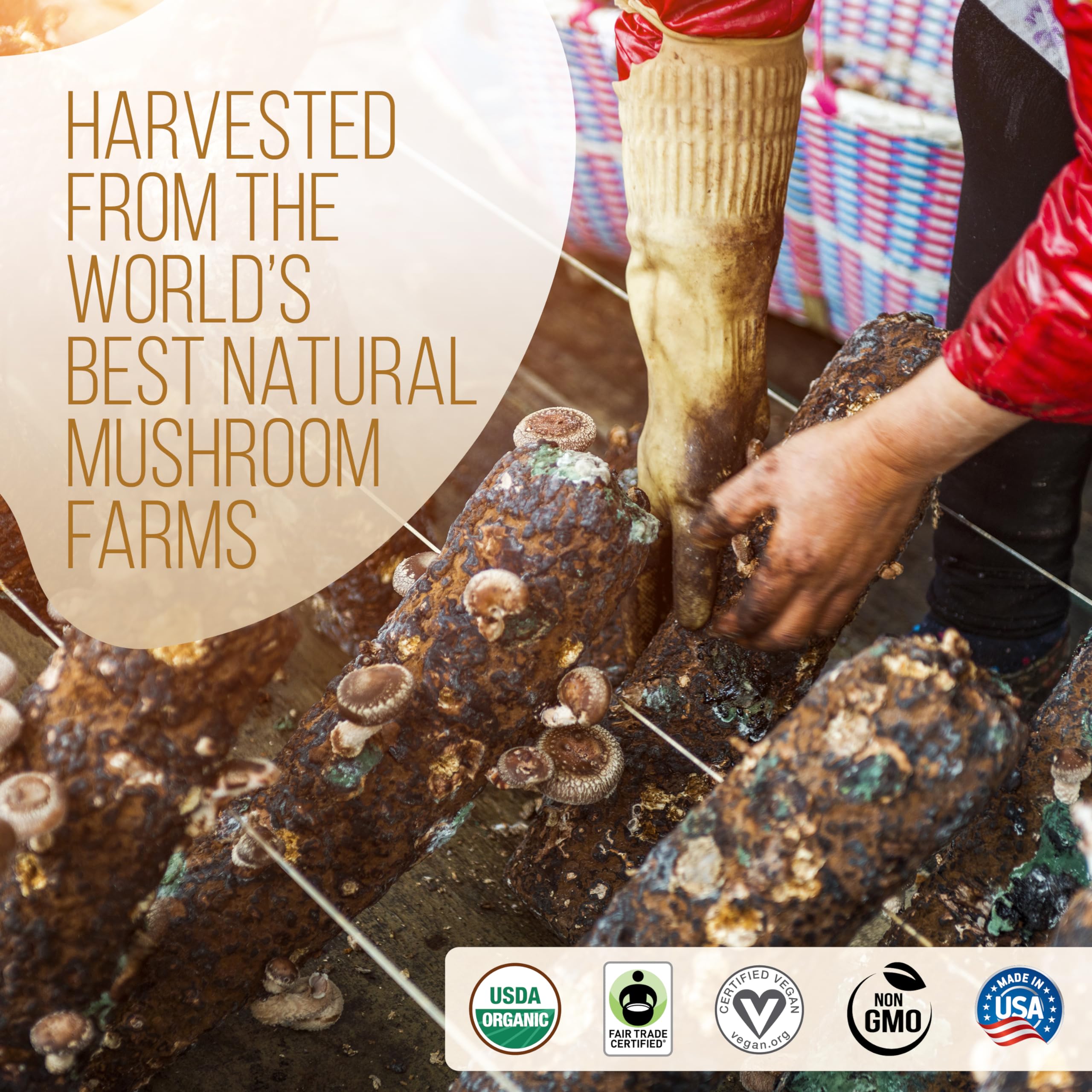 Forest-grown mushroom farms supplying LRLA La Republica for purity and quality