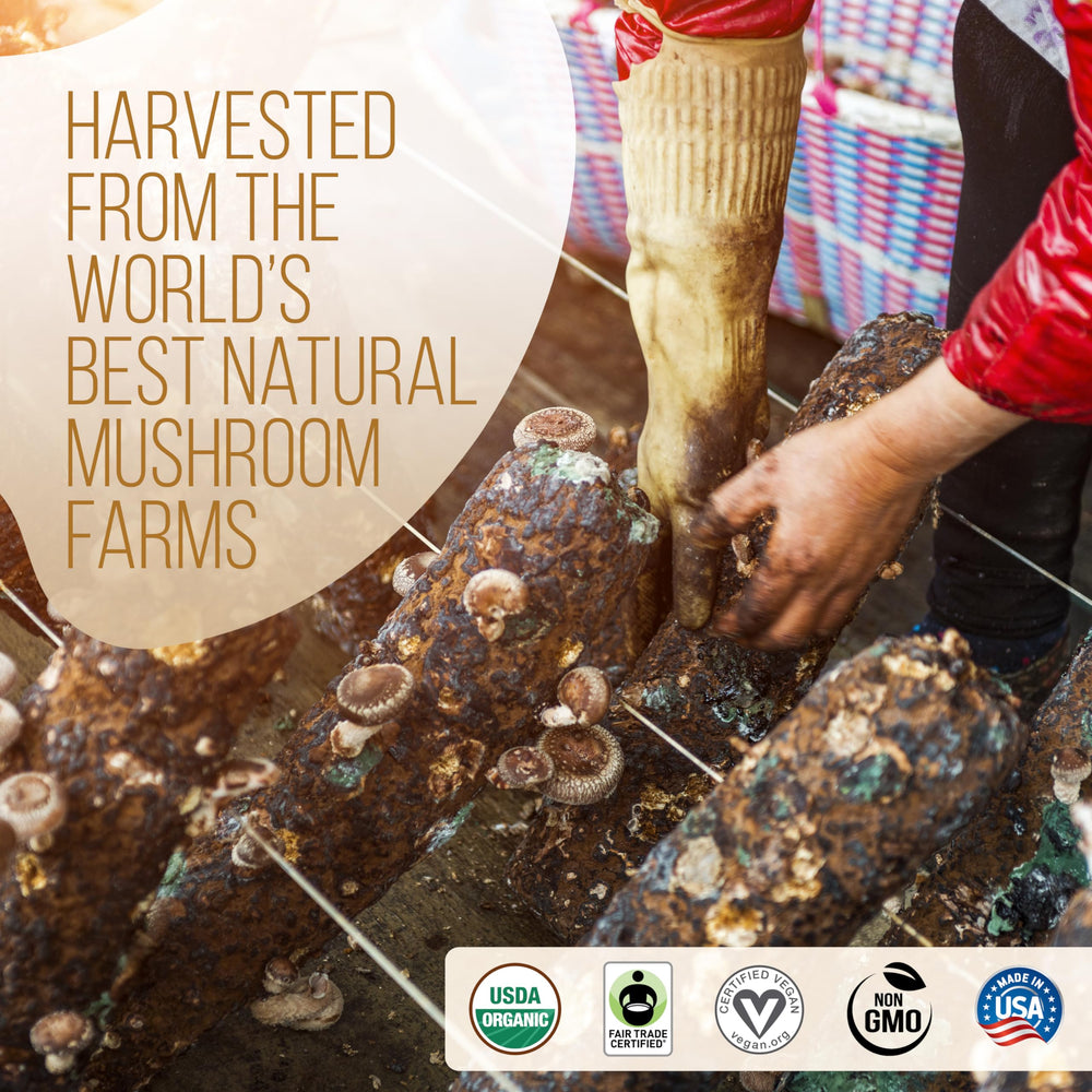 Forest-grown mushroom farms supplying LRLA La Republica for purity and quality
