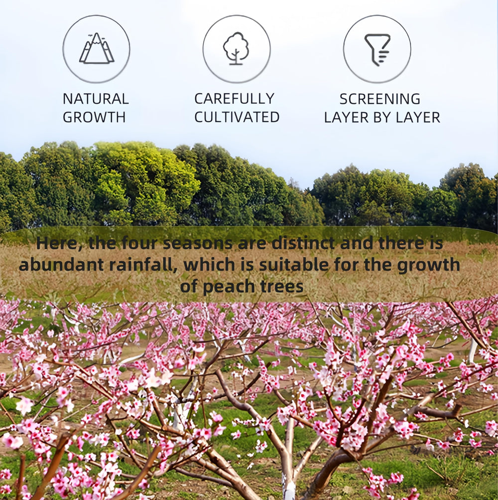 LWWTYKSPL Peach Gum offers a health-conscious snack option.