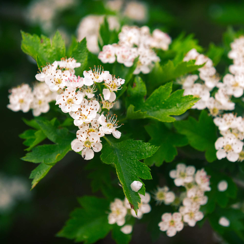 MagJo Naturals partners with family farms for wildcrafted hawthorn sourcing.