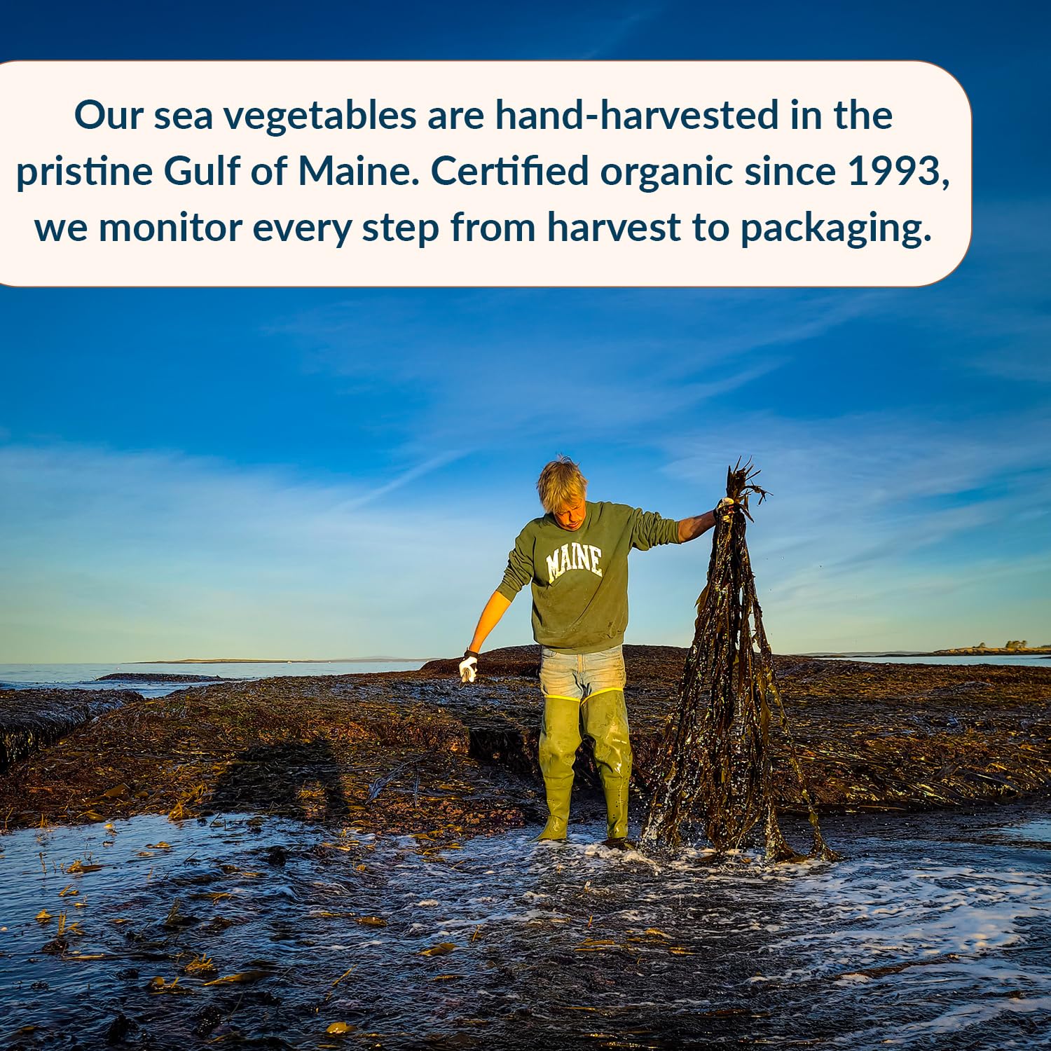 Maine Coast Sea Vegetables dulse granules in smoothie for mineral boost.