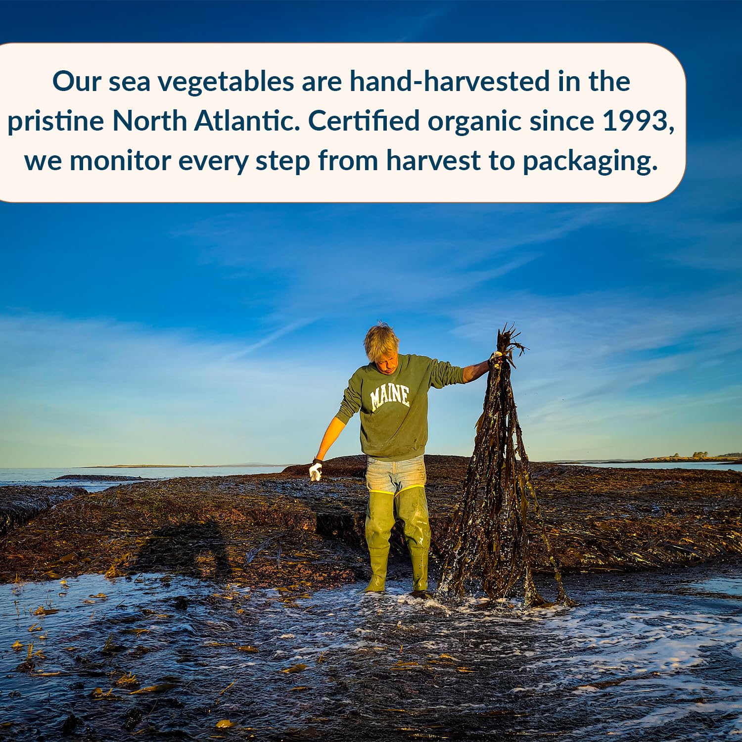 Maine Coast Sea Vegetables Organic Kelp Granules Blend on salad for minerals and mild saltiness.