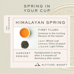 Makaibari Himalayan Spring loose leaf tea ready for a refined, gentle brew.