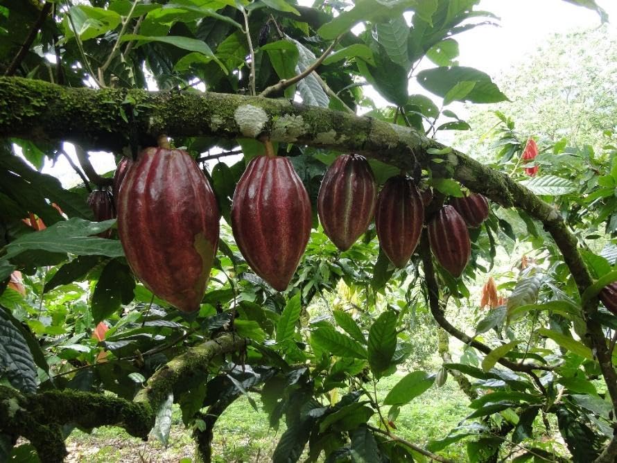 Mana Cacao nutrient-rich paste delivering iron and magnesium for vitality.