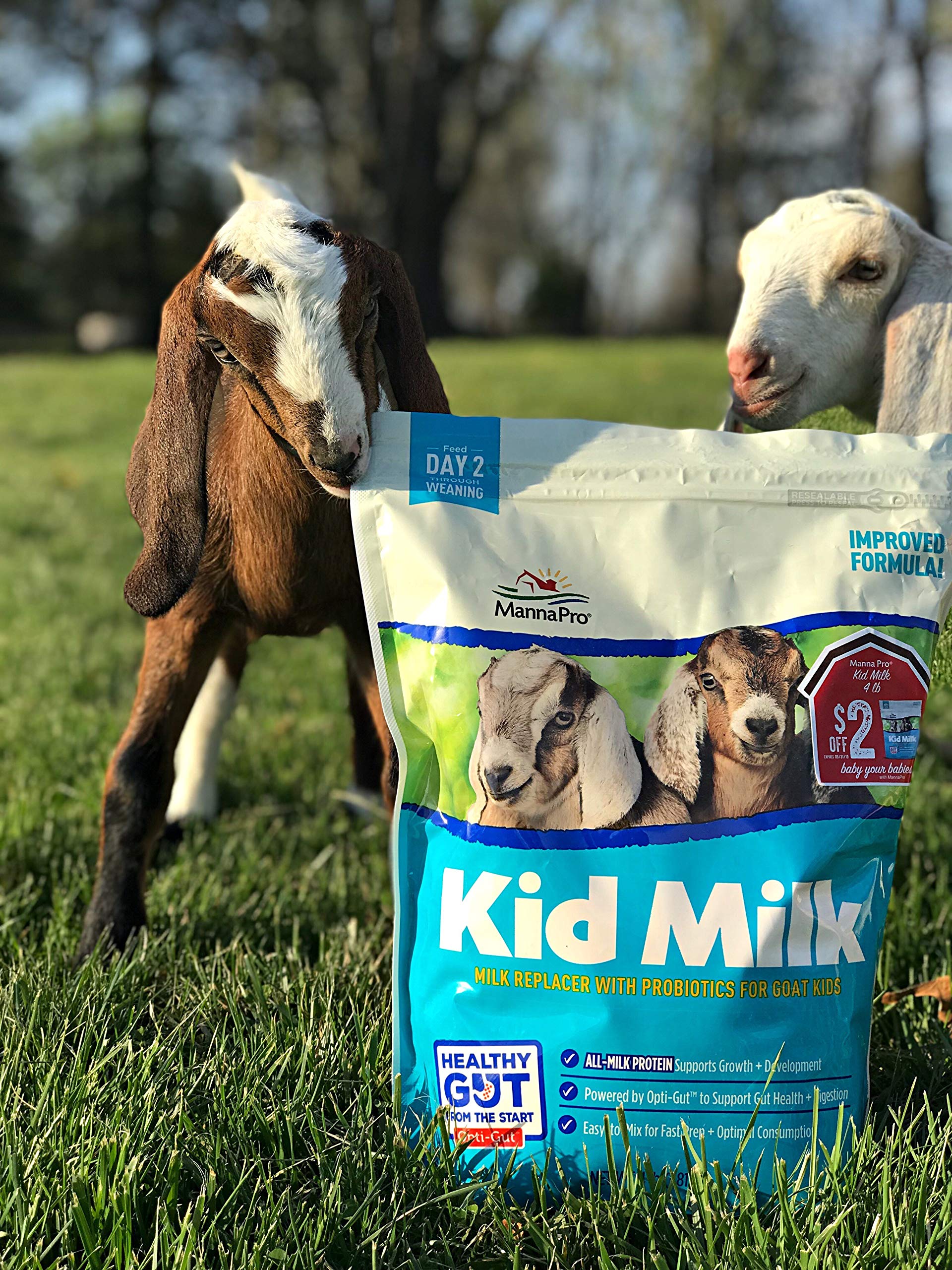 Manna Pro Goat Kid Milk Replacer scooping and measuring for easy dosing.