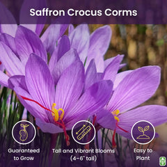 Marde Ross 9-10cm corms promote strong saffron plants and abundant threads.