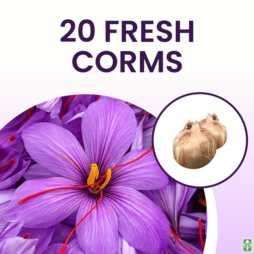 Marde Ross planting-season-ready crocus bulbs support fresh saffron harvests in 2025.