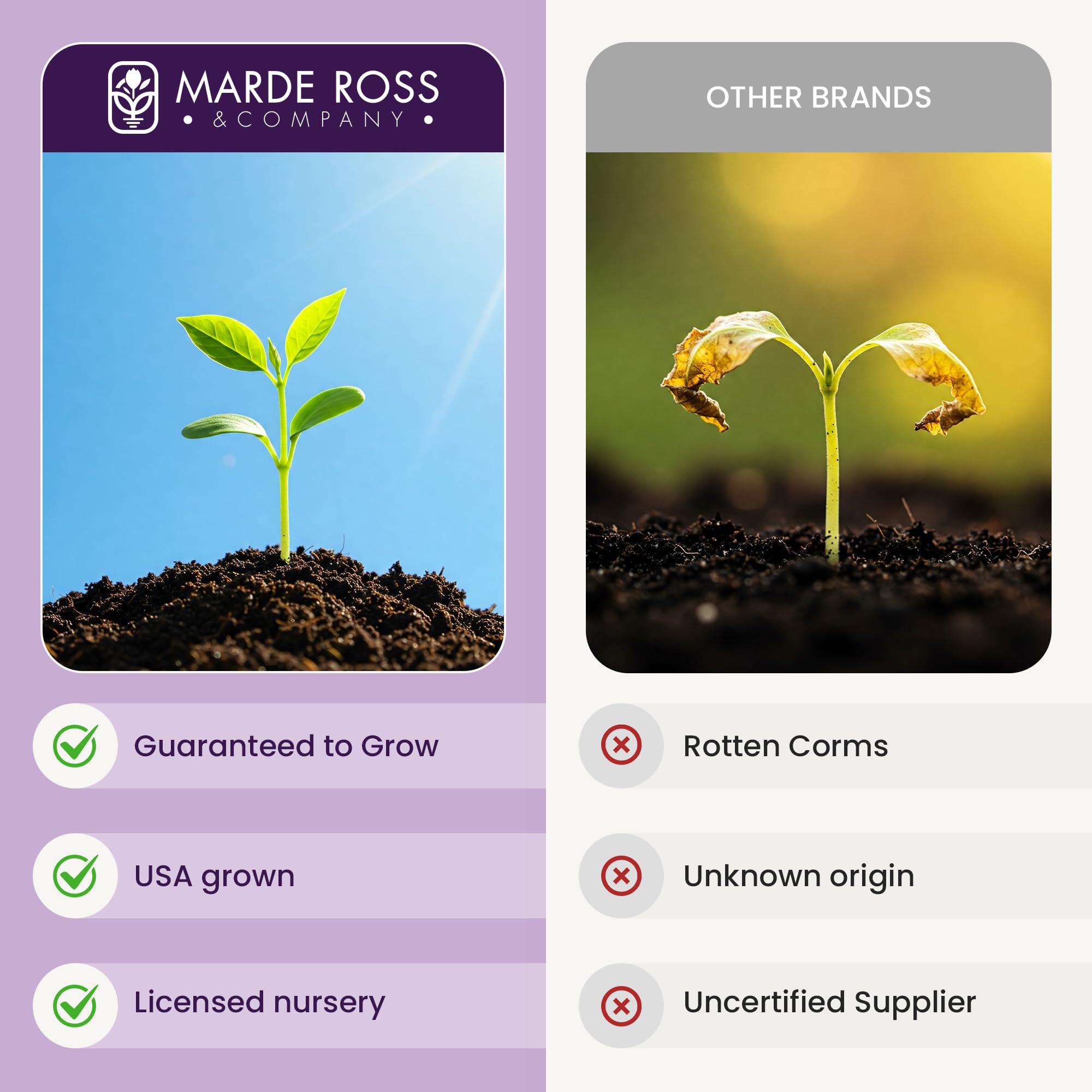 Marde Ross rare premium crocus sativus bulb for home saffron.