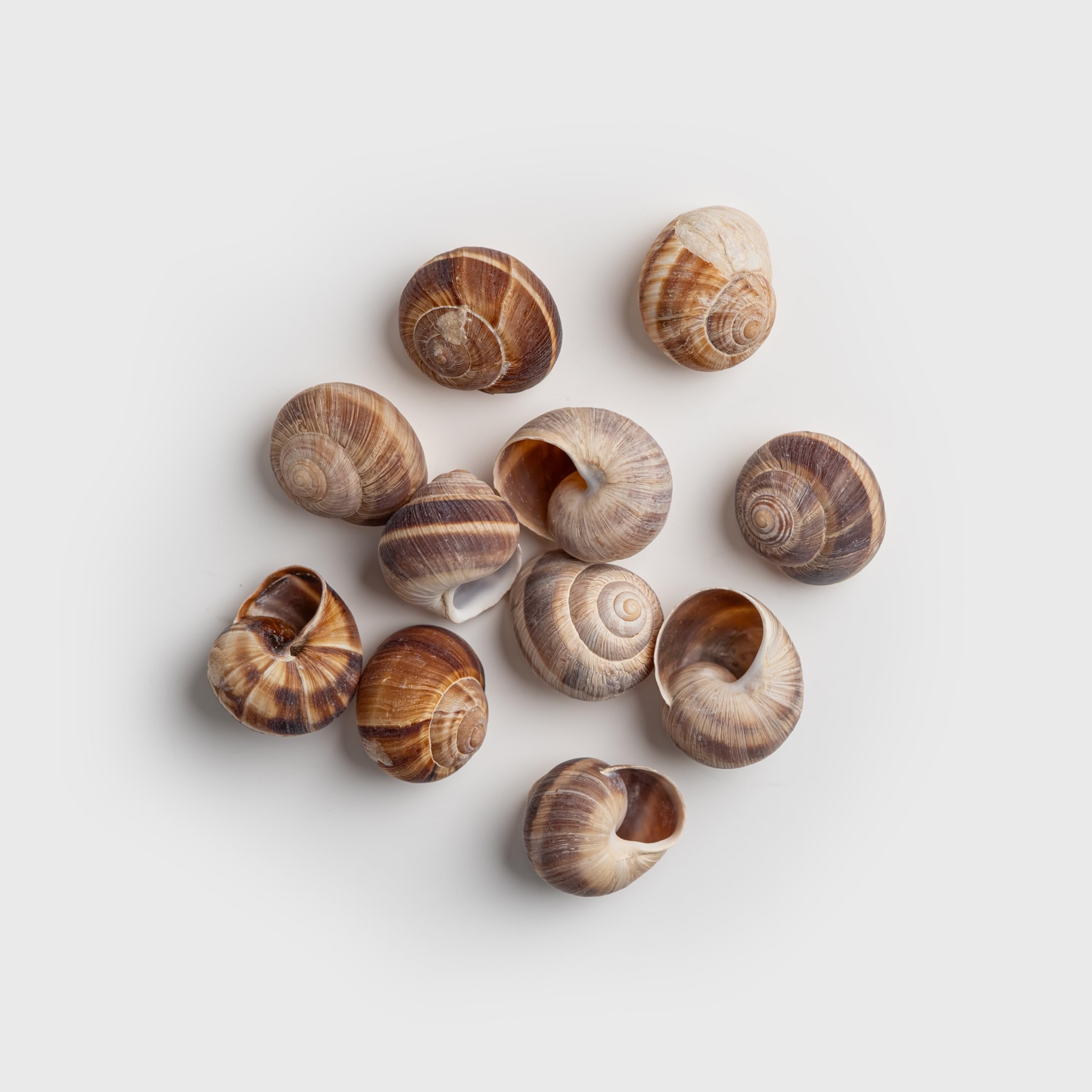 MARKY'S escargot shells clean and reusable, great for eco-friendly cooking setups