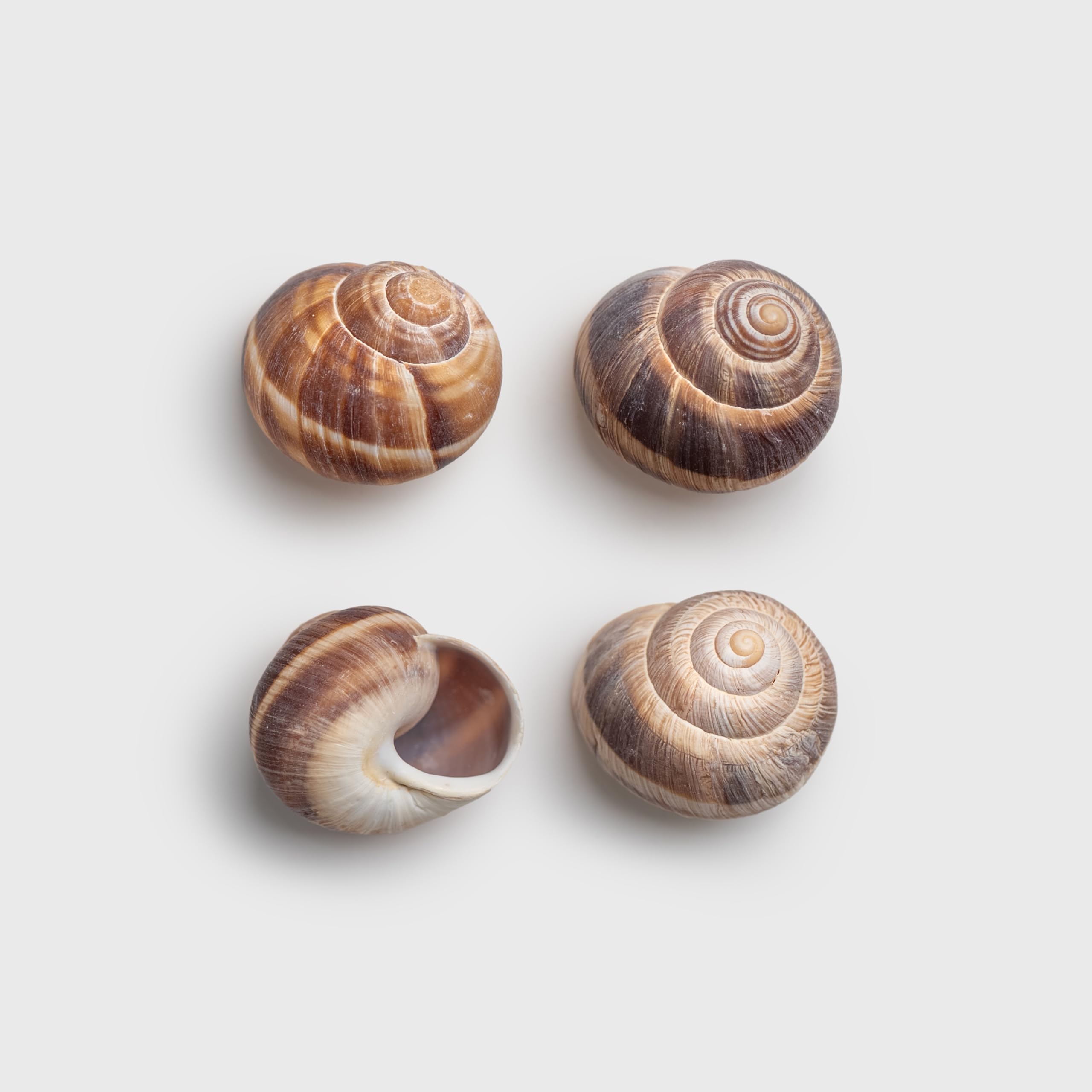 MARKY'S escargot shells sourced from France, adding authentic flair to gourmet menus