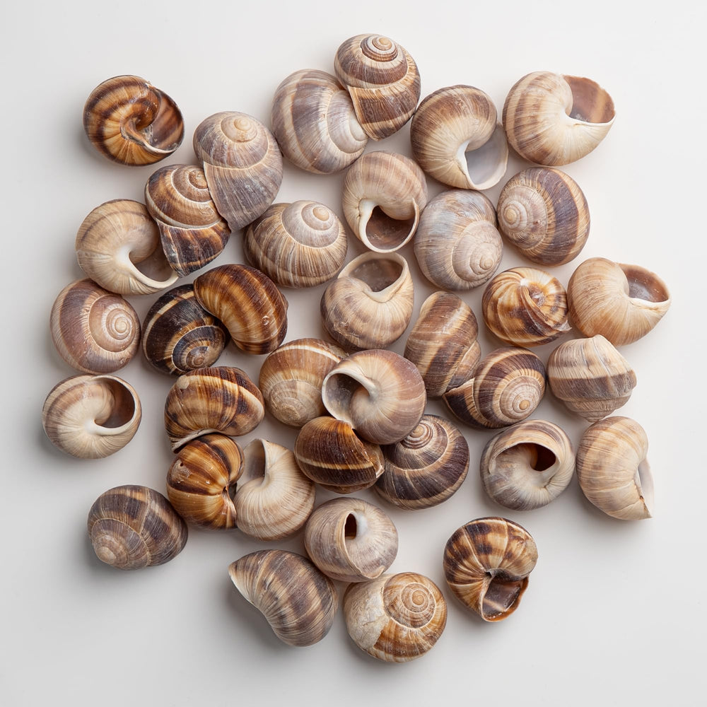 MARKY'S extra-large escargot shells ideal for stuffing with bourguignon toppings