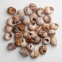 MARKY'S extra-large escargot shells ideal for stuffing with bourguignon toppings
