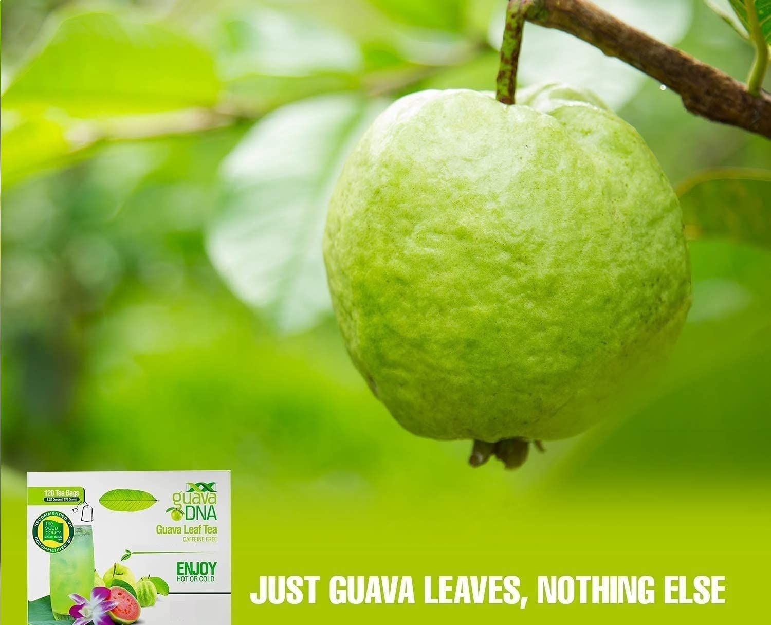 MATCHA DNA Guava Leaf Tea Packaging Closeup—sustainably sourced leaves.